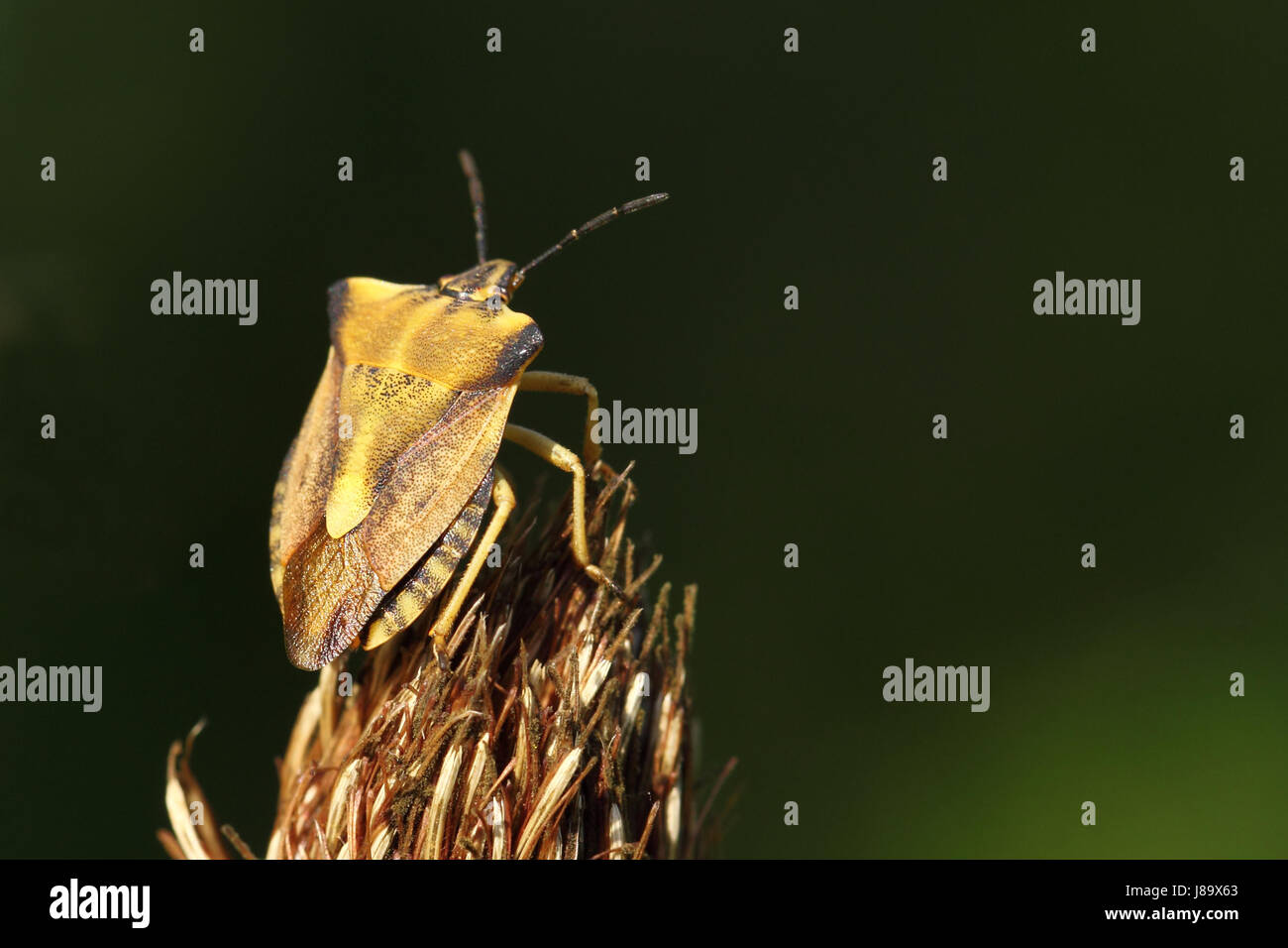 northern fruit bug carpocoris fuscispinus Stock Photo Alamy