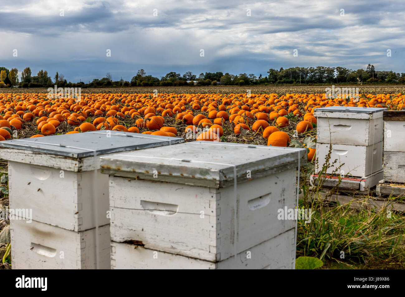 Honey bees and pumpkins on Westham Island in Ladner BC Stock Photo Alamy
