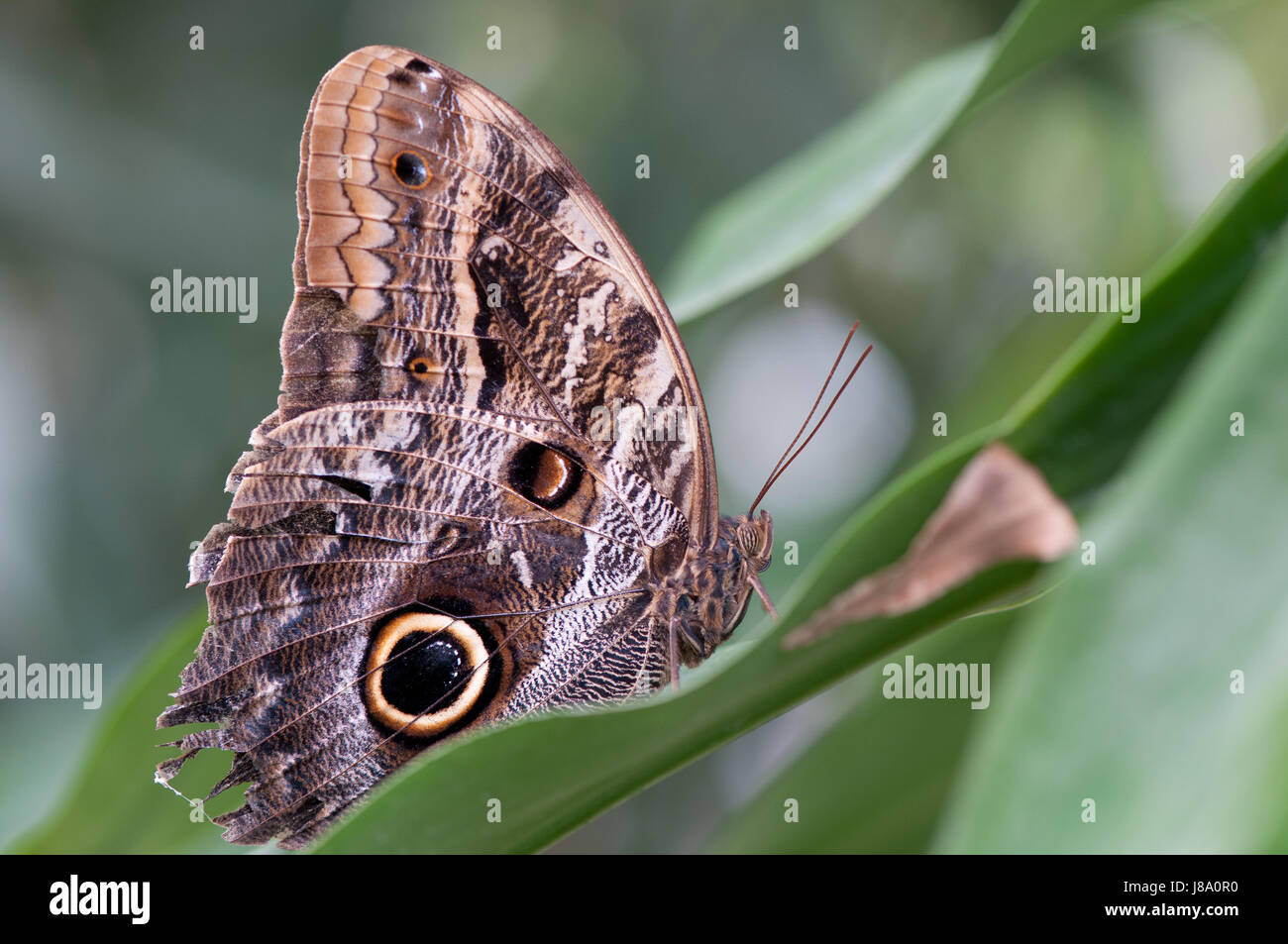 brown, brownish, brunette, butterfly, eye, organ, eyes, animal, insect, Stock Photo