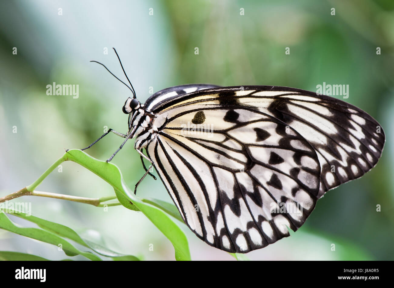 paper kite butterfly Stock Photo