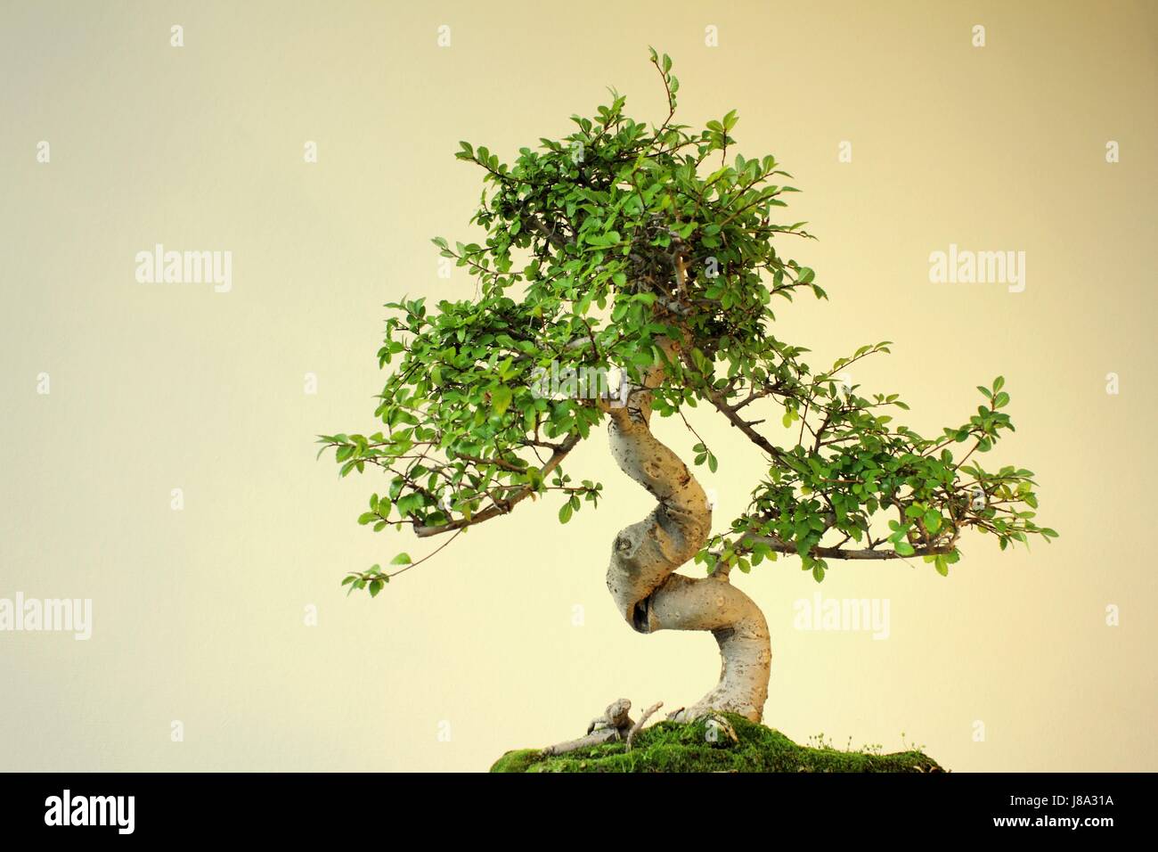 bonsai: chinese elm (ulmus parvifolia) Stock Photo