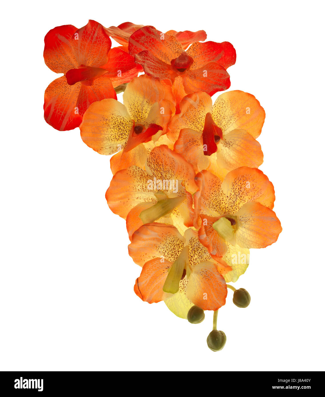 blossom orchid flower bouquet isolated white background Stock Photo - Alamy