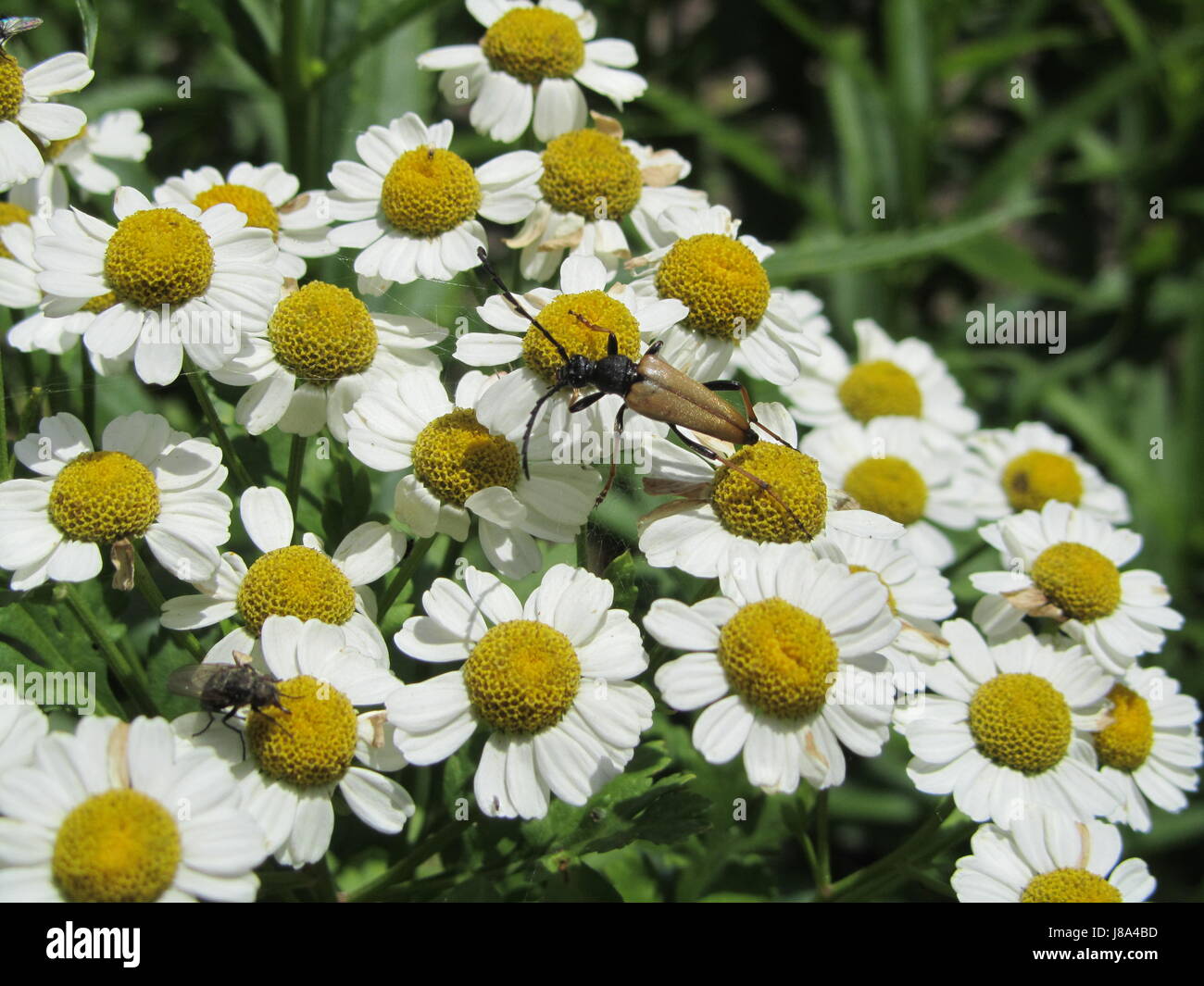 insect, beetle, antenna, medicinal plant, feverfew, plant, tea, animal, insect, Stock Photo