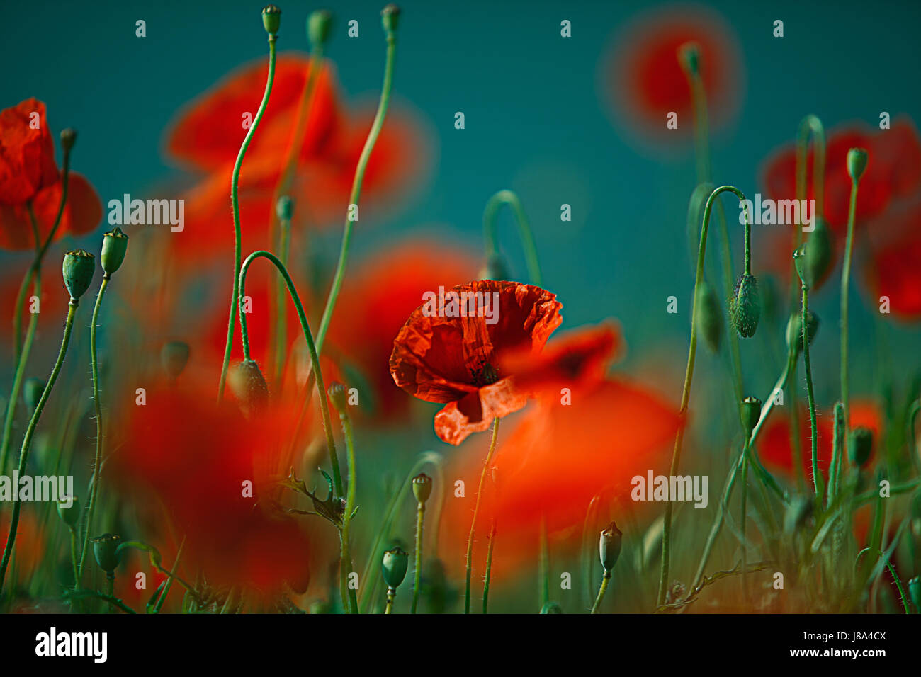 meadow with red poppy flowers in spring Stock Photo - Alamy