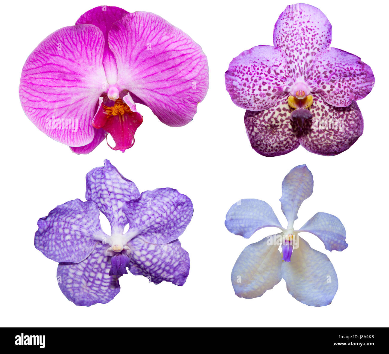 tropical orchid flower varieties color and kind isolated on white