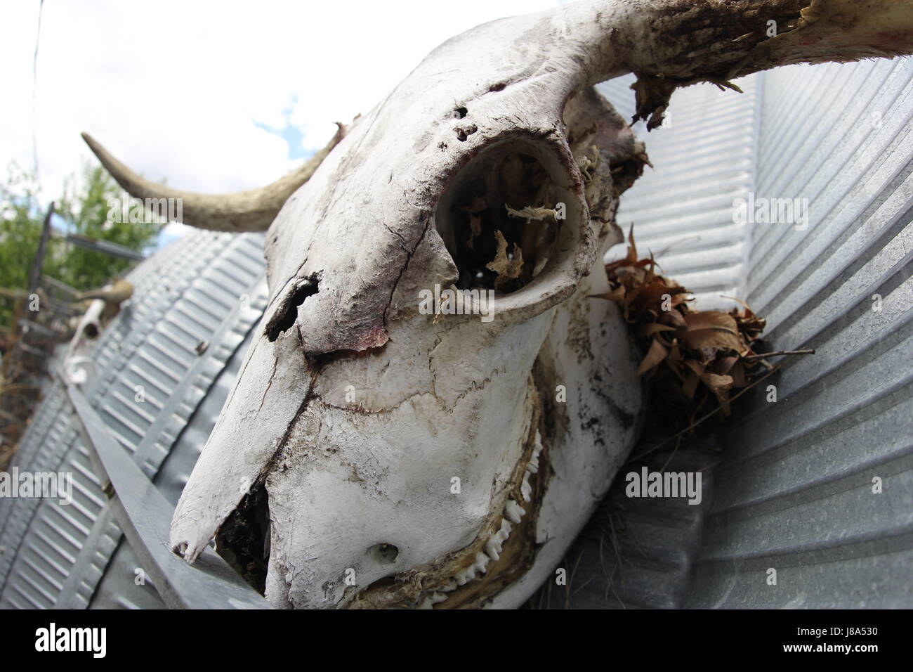Scottish Highland bull skull left to be bleached by the sun Stock Photo
