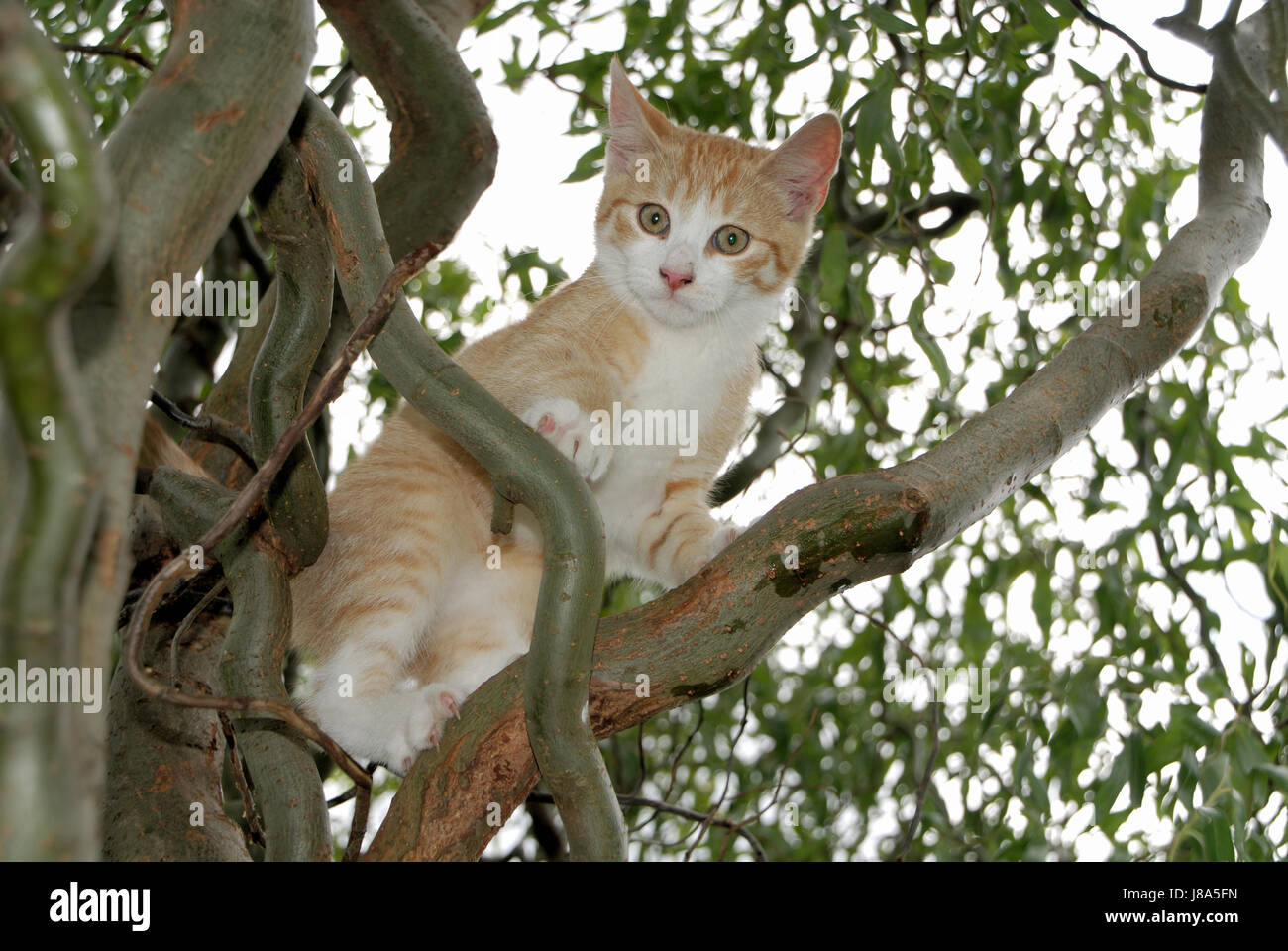 kitten climbing in tree Stock Photo Alamy