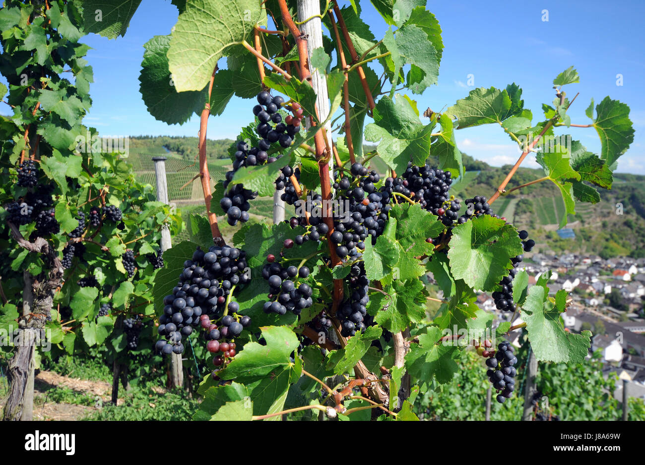 drink, berries, semiluxury food, berry, vine, grape vine, grape-vine, sweetly, Stock Photo