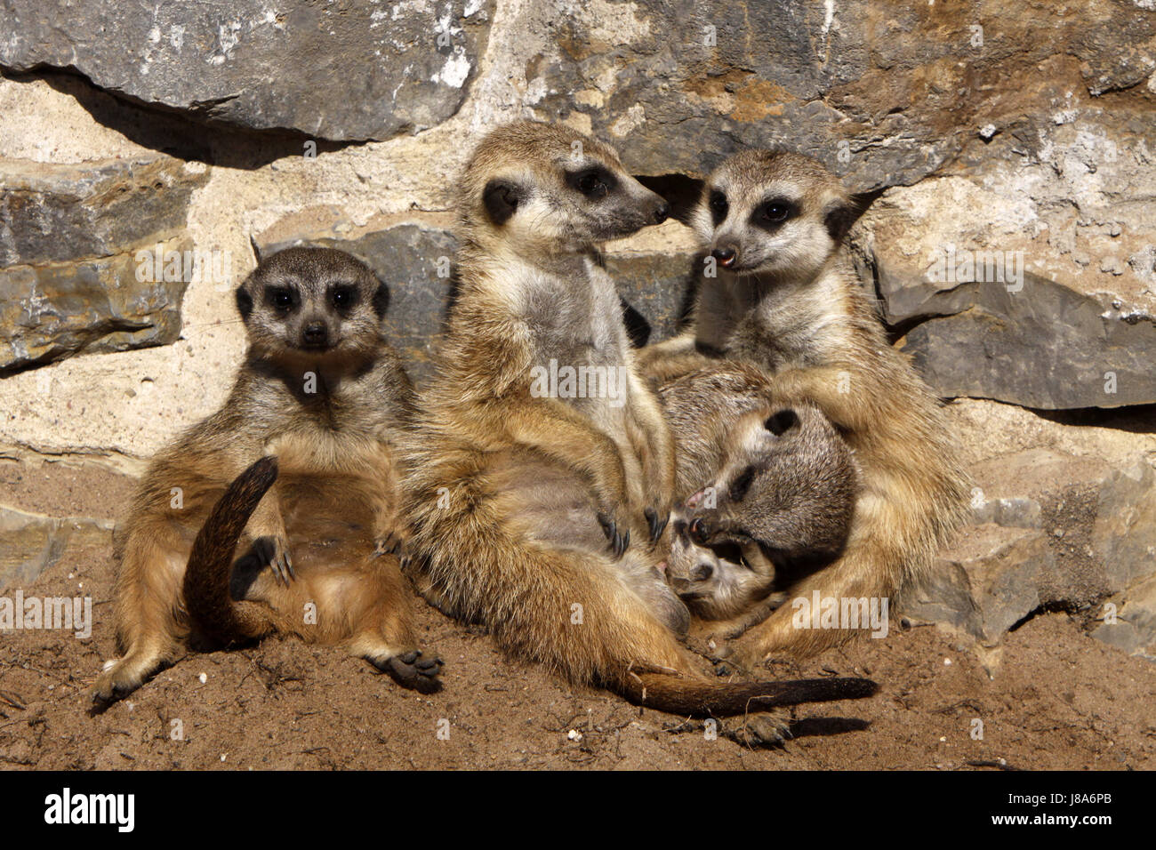 cub, baby, group, meerkat, meerkats, familiy, family, animal, mammal,  watchful Stock Photo - Alamy