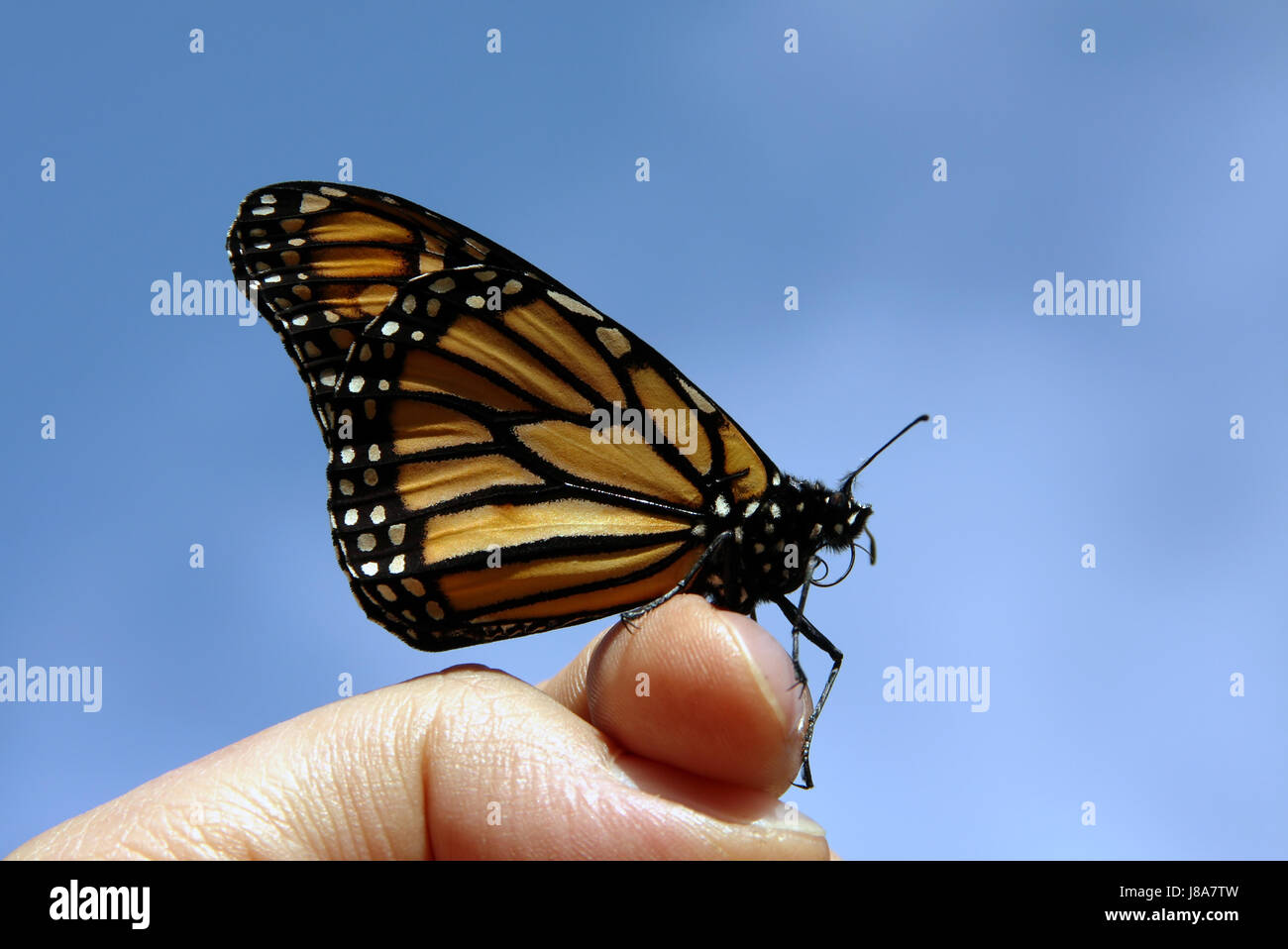 hand, finger, insect, butterfly, wing, antenna, blue, hand, finger, insect, Stock Photo