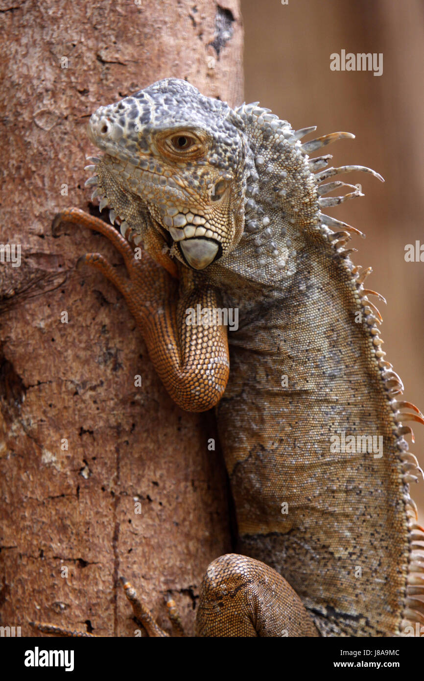 animal, reptile, iguana, reptiles, cold blooded animal, animal, reptile