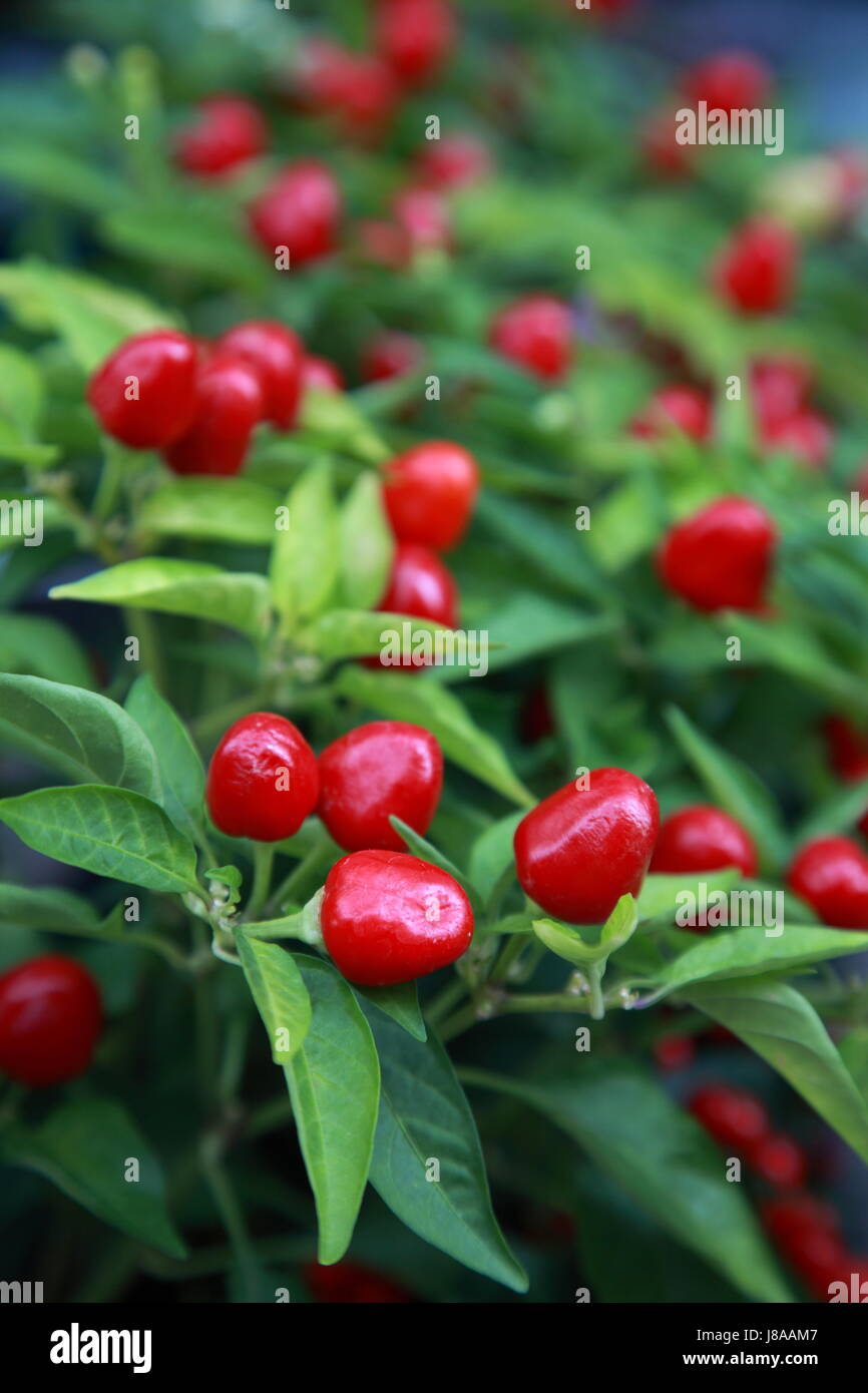 small but sharp Stock Photo Alamy