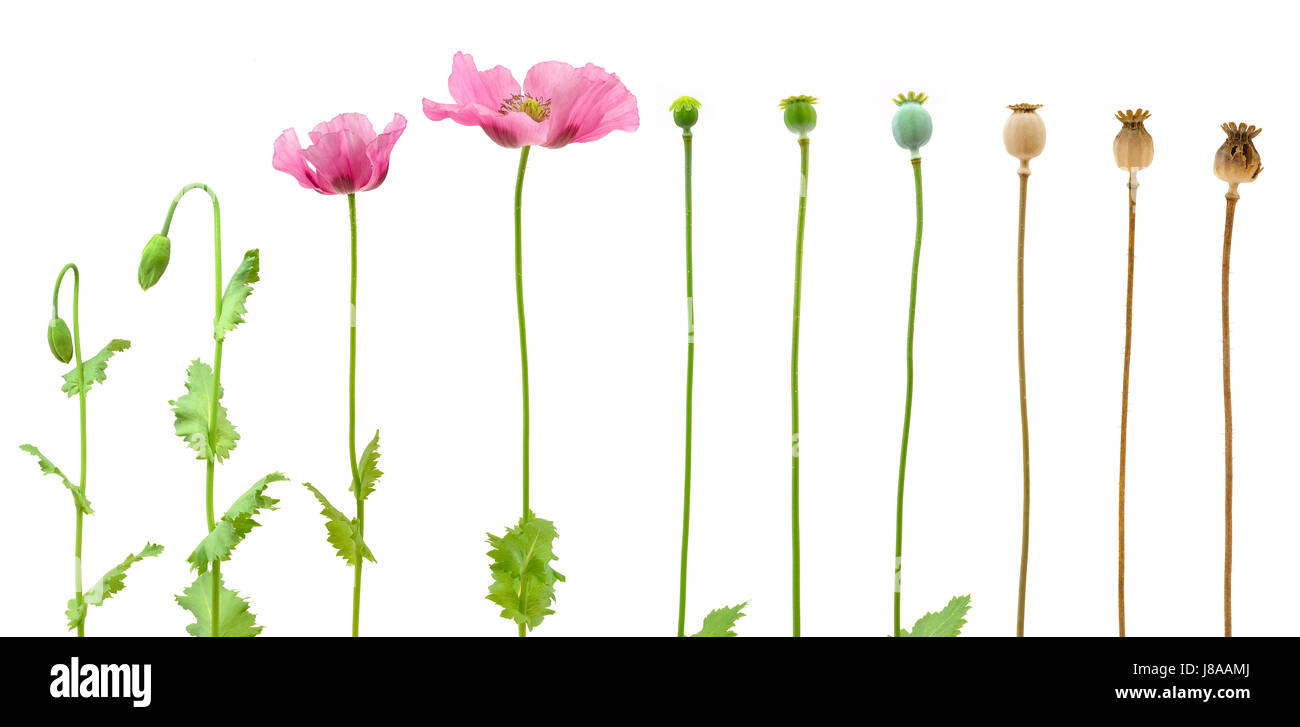 isolated, flower, plant, flowers, poppy, growth, evolution, sequence