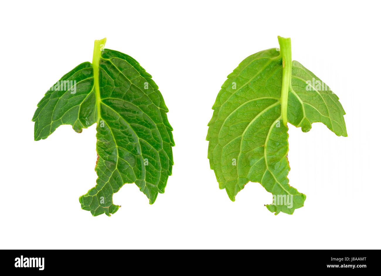 leaf, isolated, leaves, hydrangea, bait, slug, disease, illness, sickness, Stock Photo