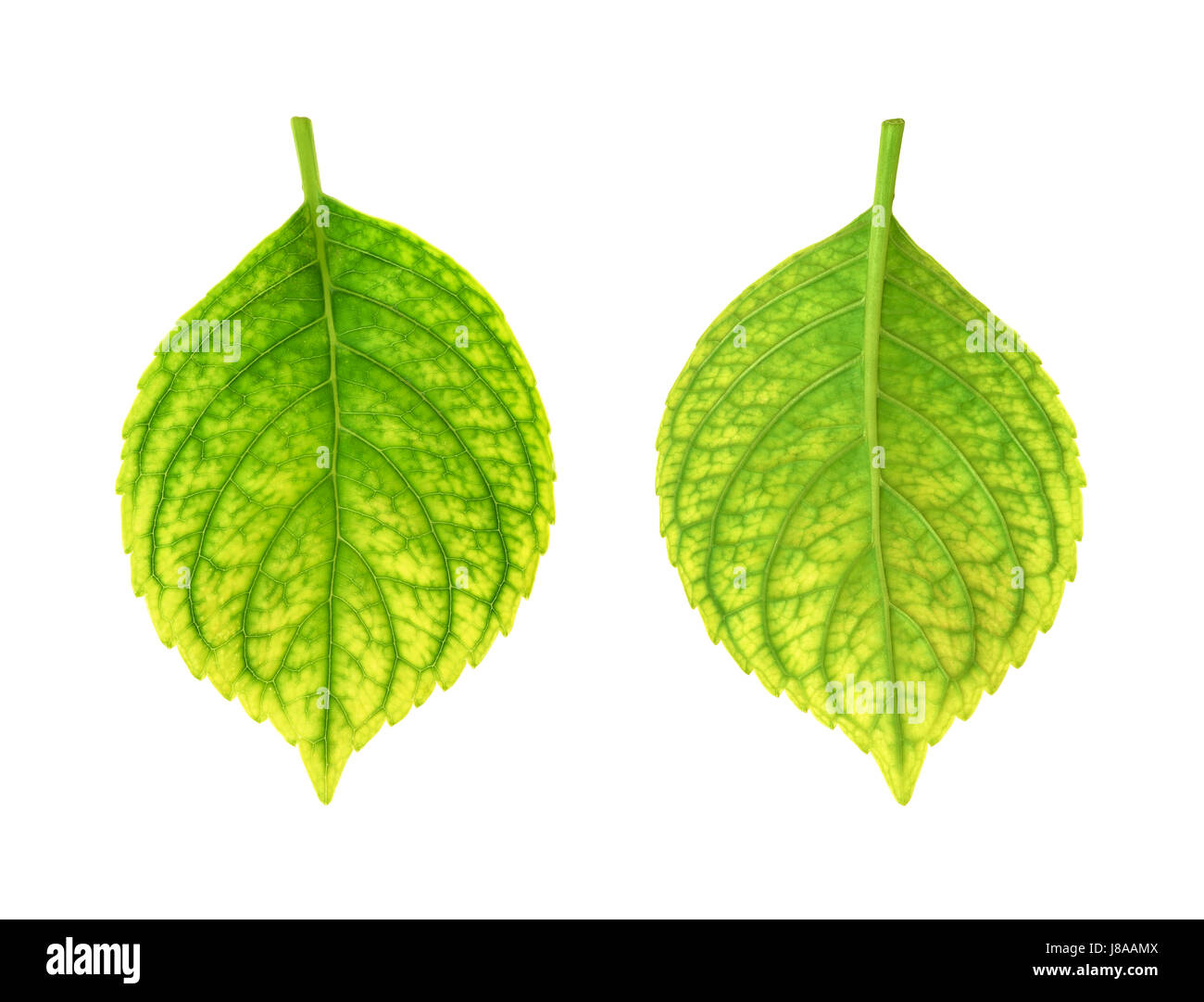 leaf, isolated, flower, plant, leaves, hydrangea, disease, illness, sickness, Stock Photo
