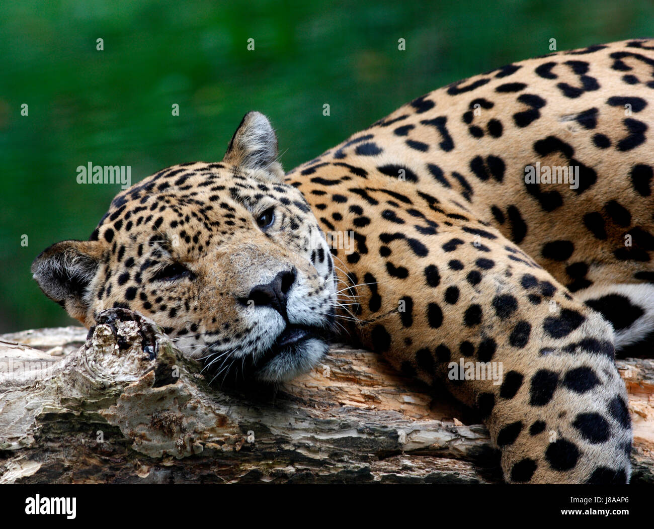 big cat, feline predator, predator, south america, jaguaro, spotted