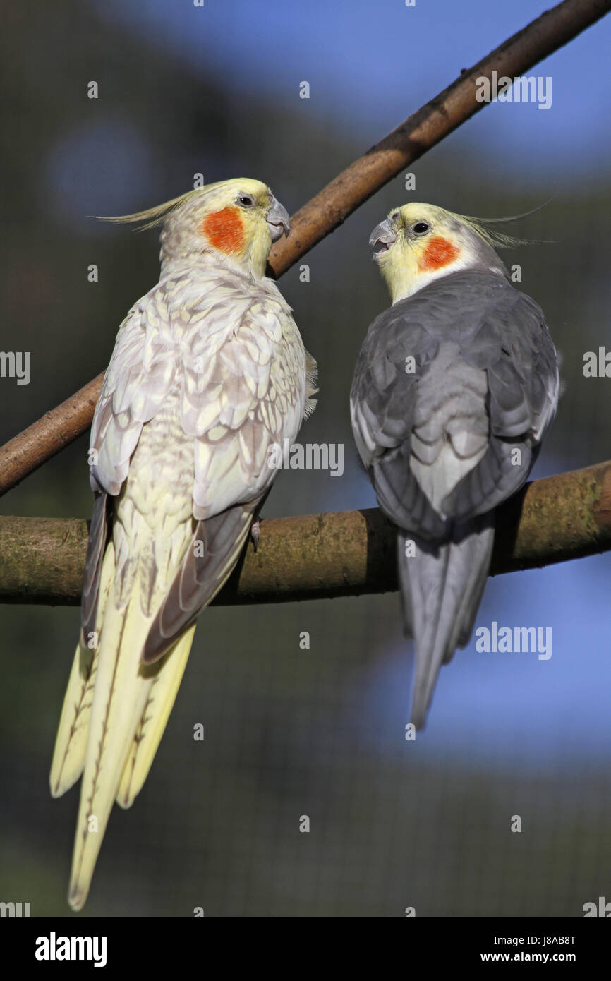 Cockatiel couple hires stock photography and images Alamy