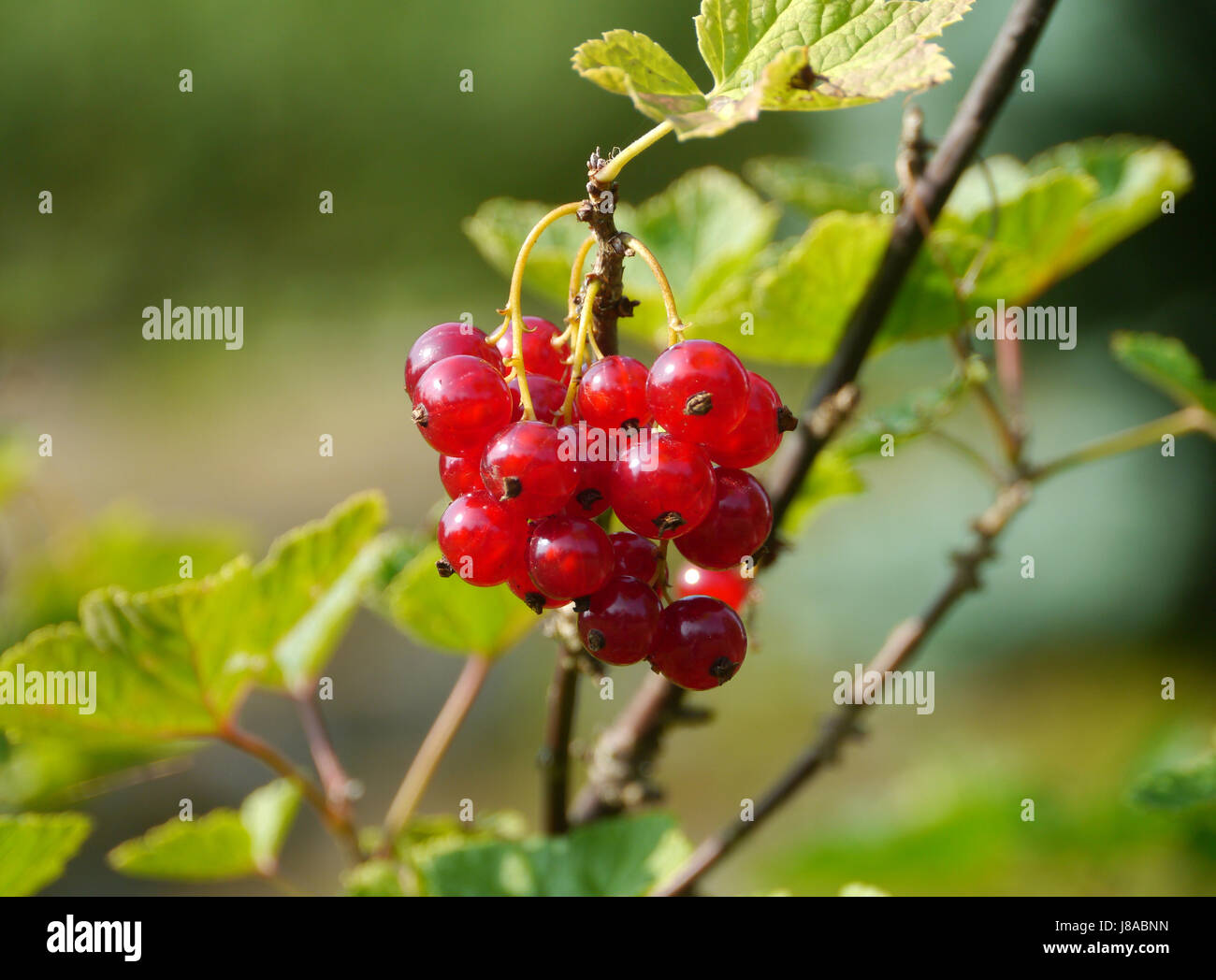 currants Stock Photo