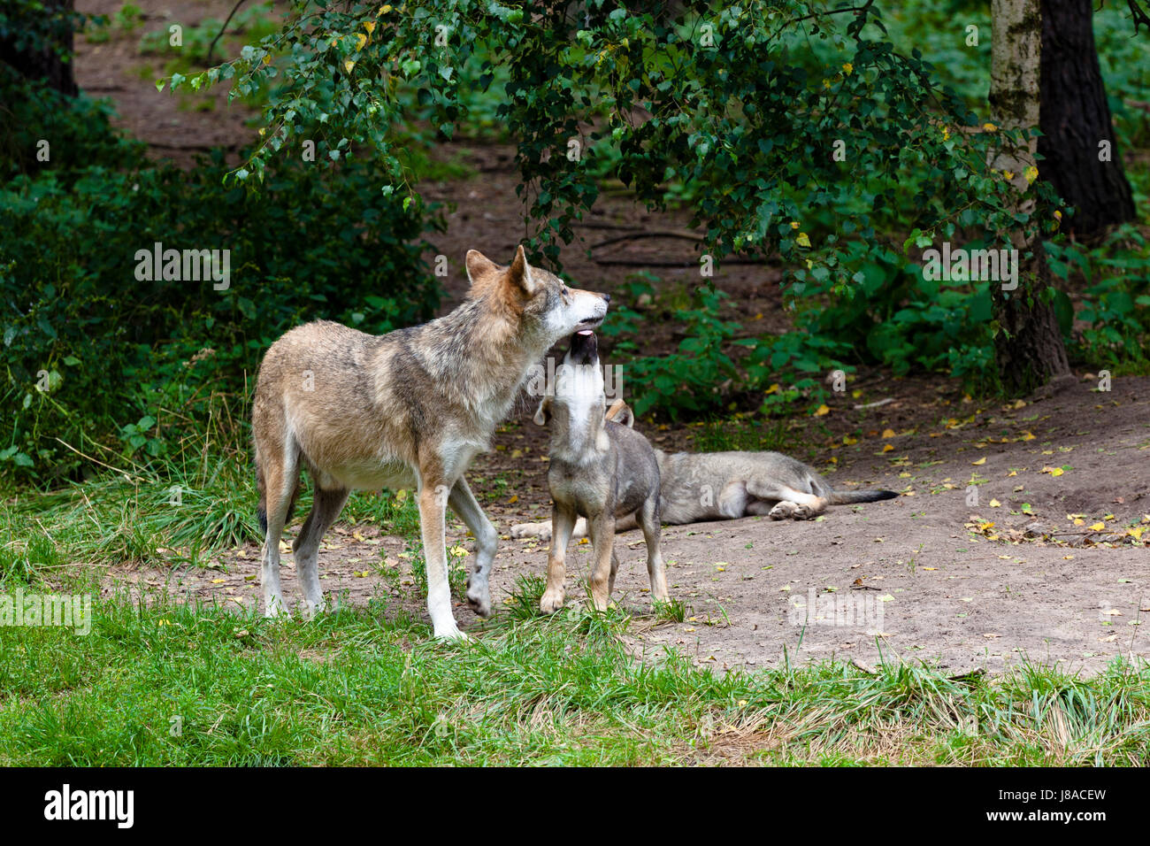 Puppy pack of wolves hires stock photography and images Alamy