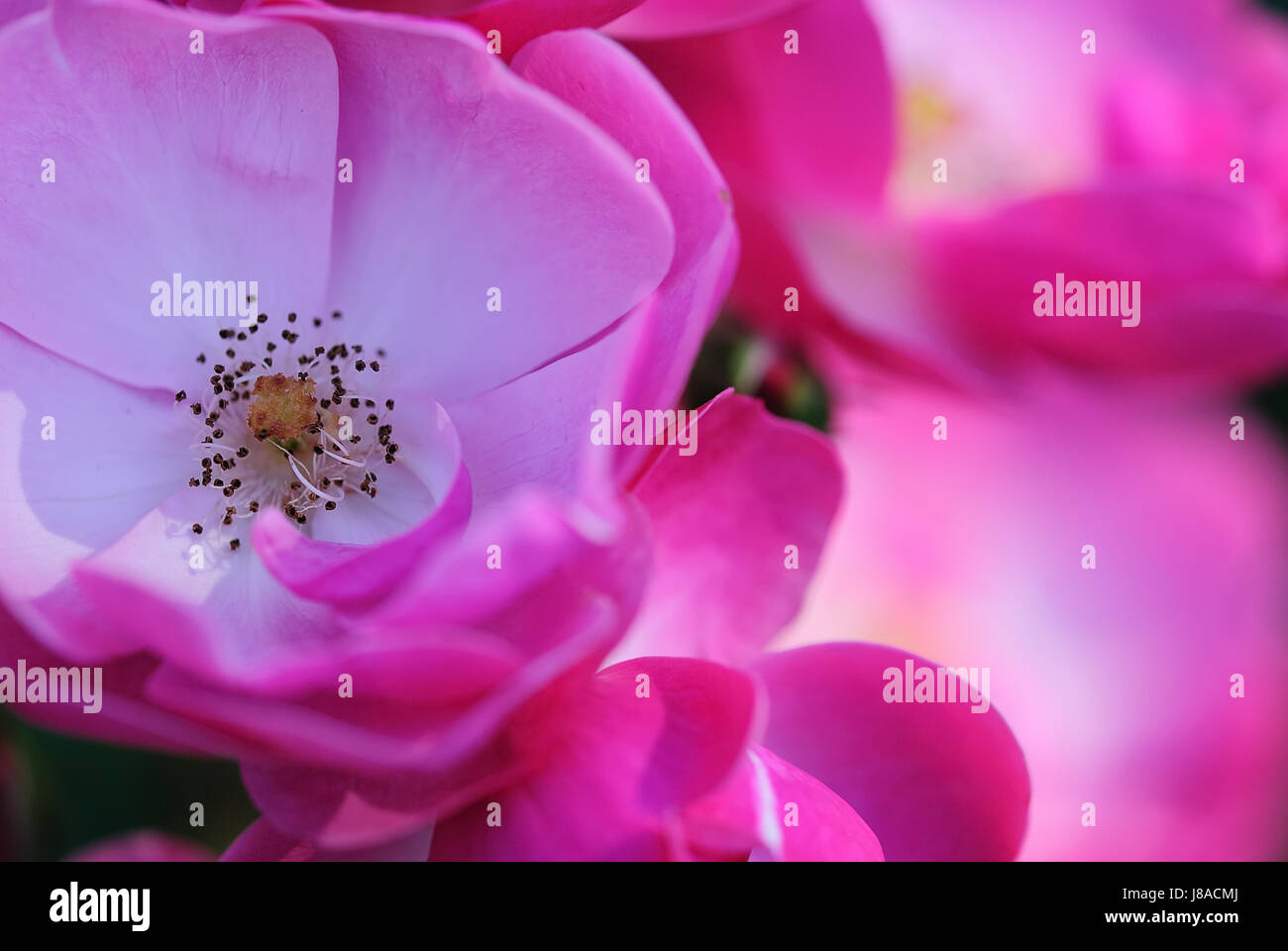 Rose Intea Rosa indica hi-res stock photography and images - Alamy