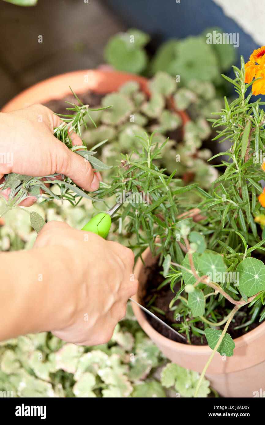 leaf, aromatic, boil, cooks, boiling, cooking, culinary, herb, rosemary