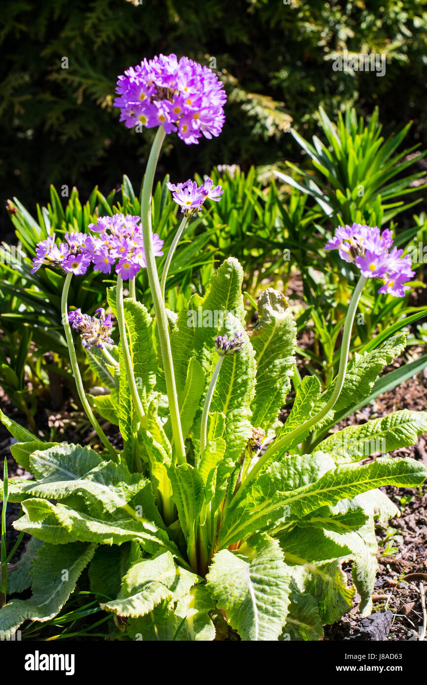 Spherical Inflorescences Stock Photos & Spherical Inflorescences Stock ...