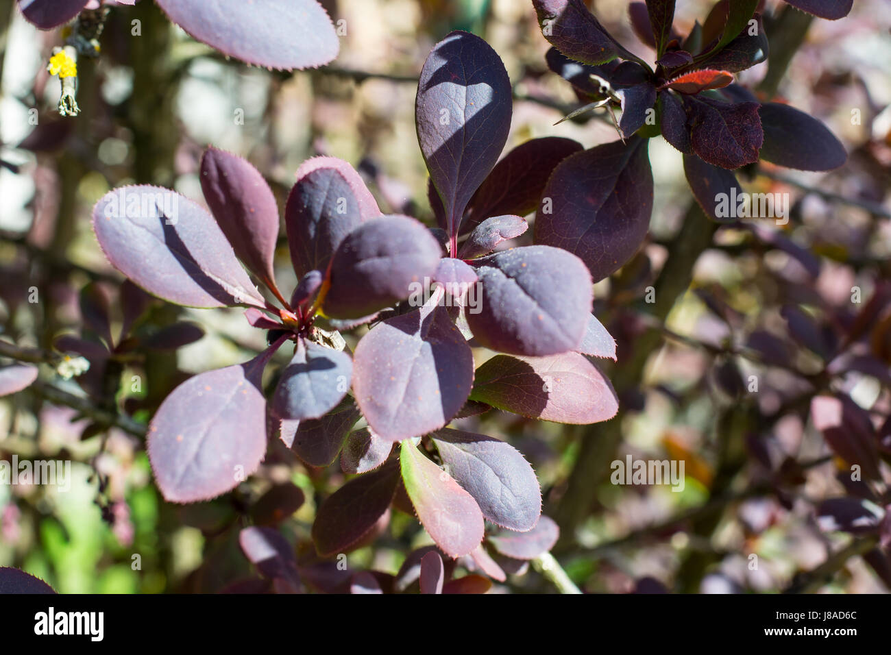 Garden evergreen shrub barberry with red leaves Stock Photo