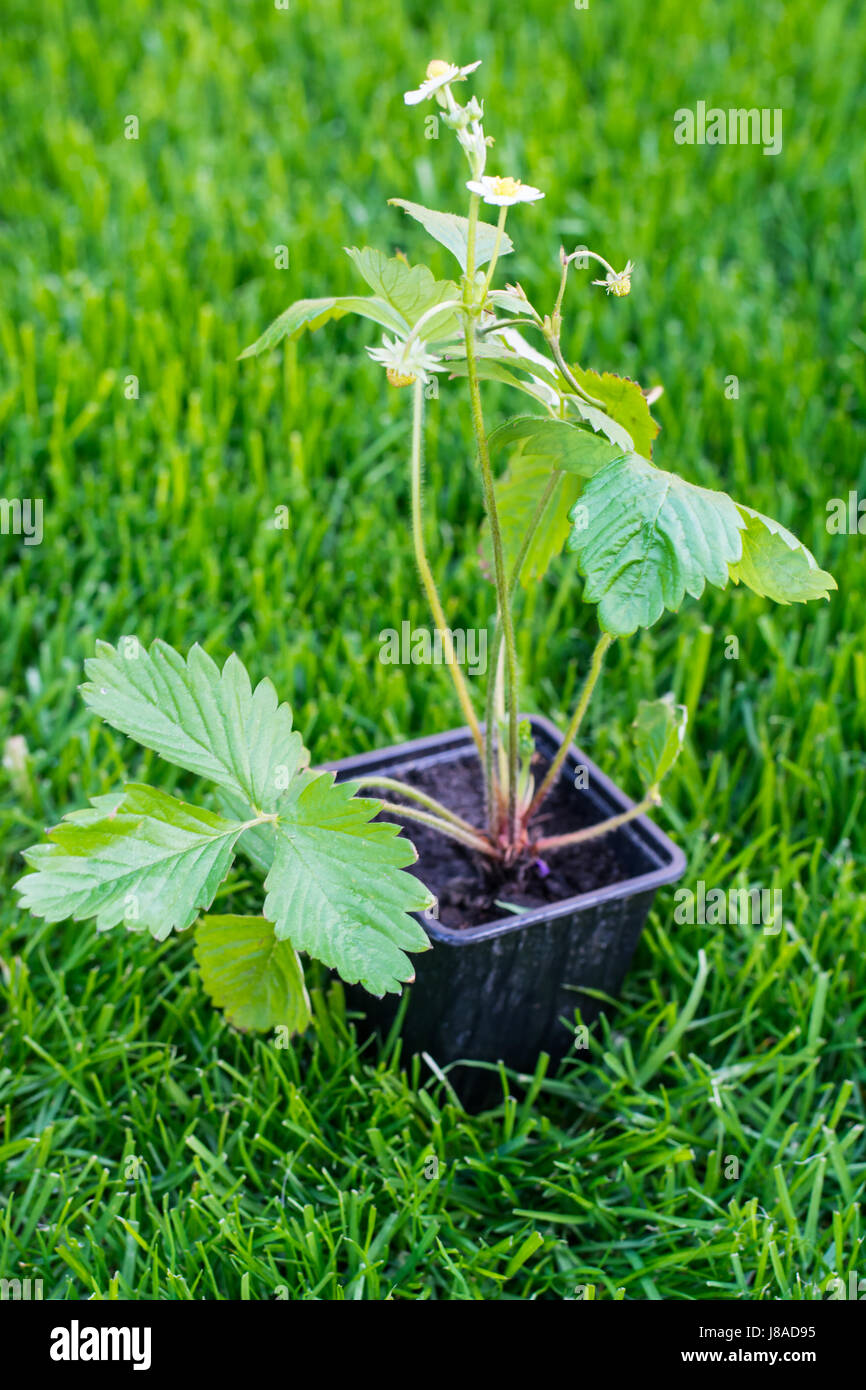 Seedlings of strawberry in plastic saucer Stock Photo - Alamy