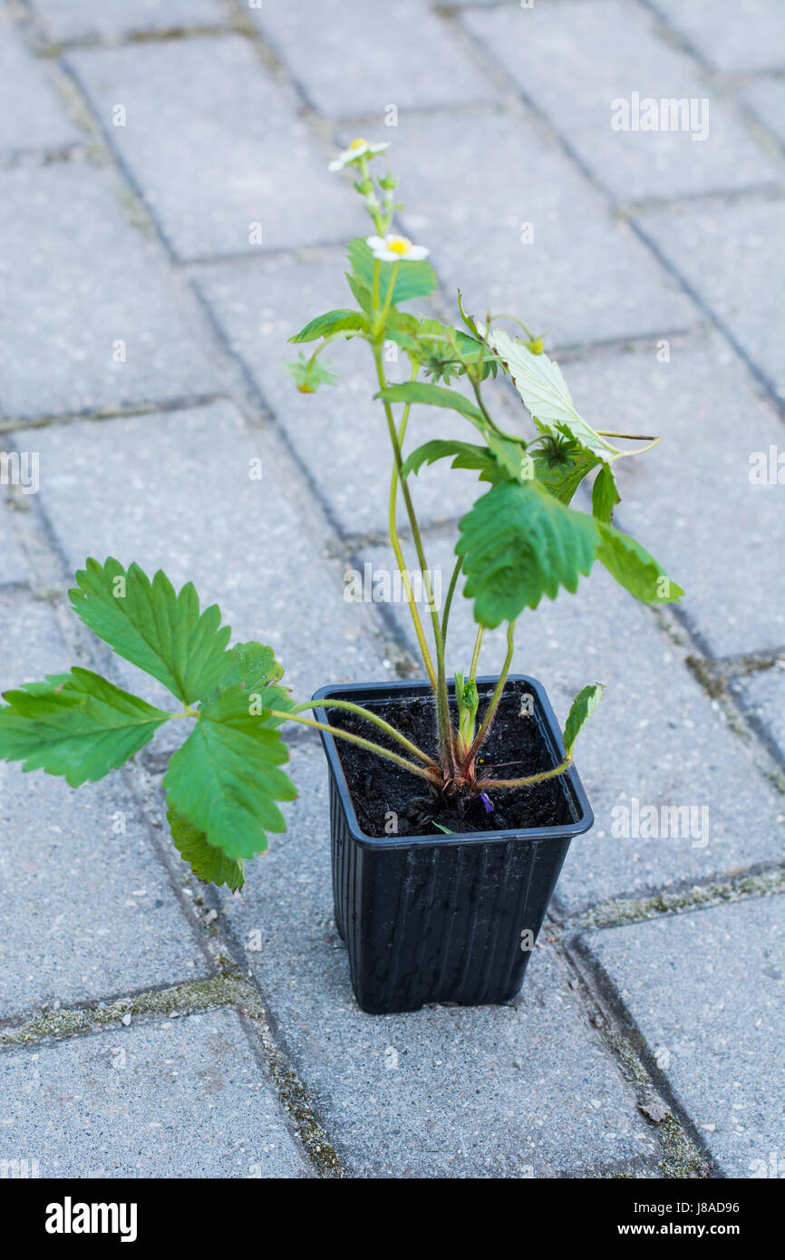 Seedlings of strawberry in plastic saucer Stock Photo - Alamy