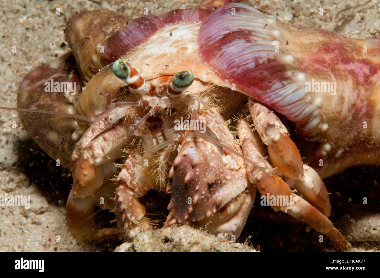 hermit crab in anemone Stock Photo - Alamy