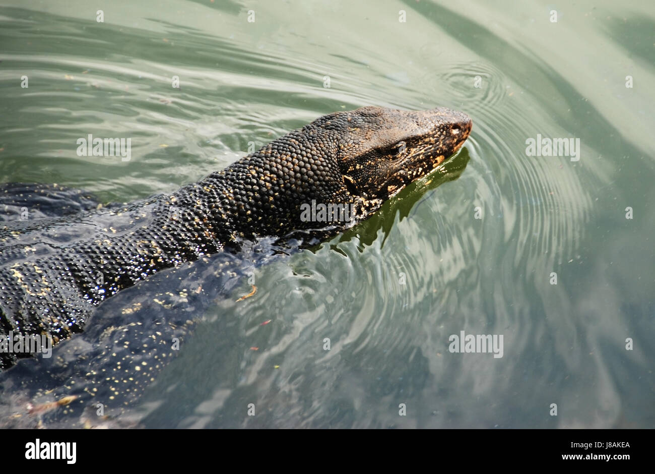 reptile, lizard, water, swimming, swiming, swim, swims, to do the crawl