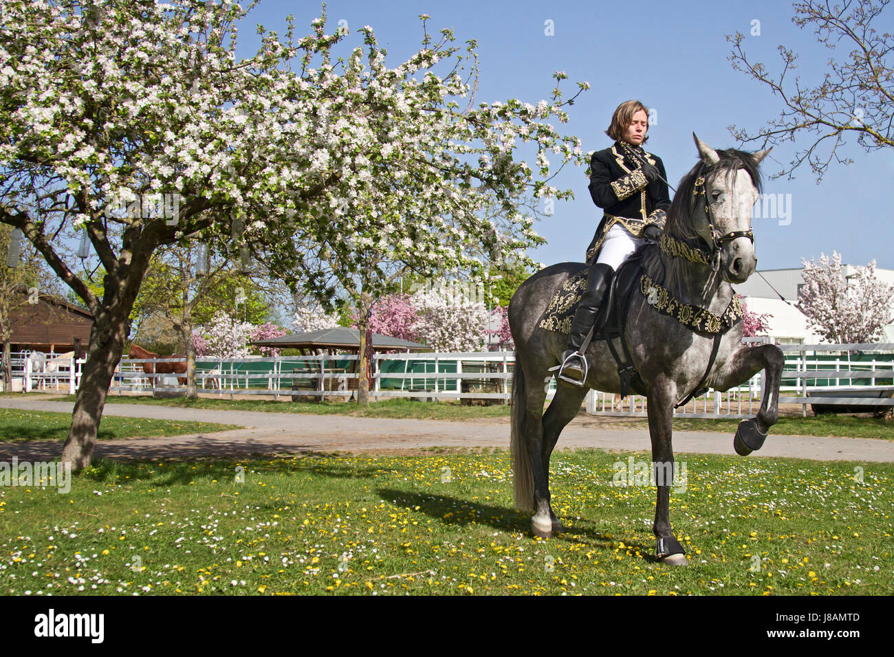 horse, animal, baroque, riding, costume, rider, equestrian ...
