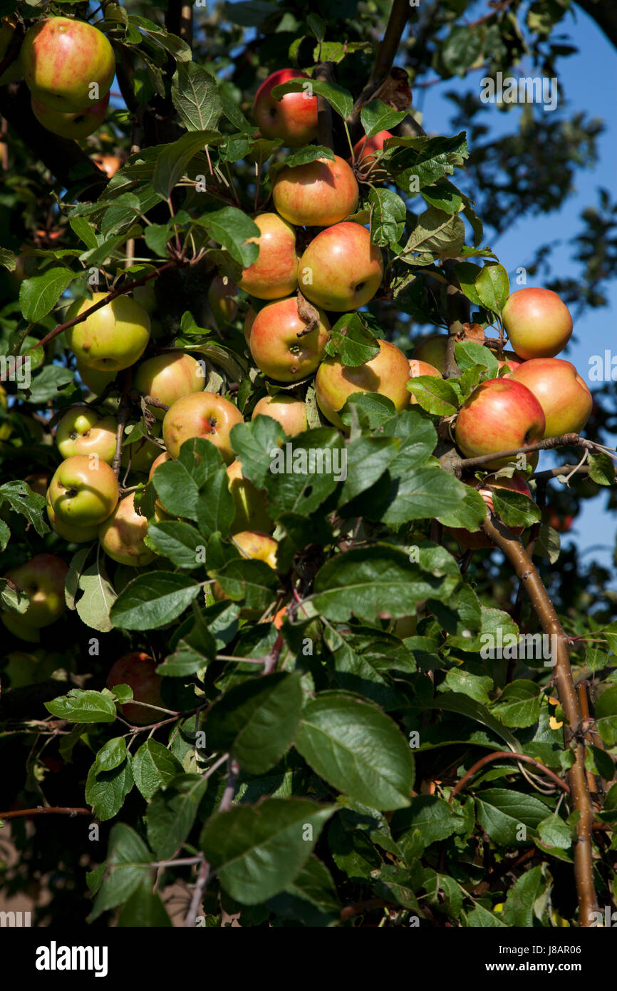 tree, apple tree, apples, apple, ripeness, late summer, fruit-tree ...