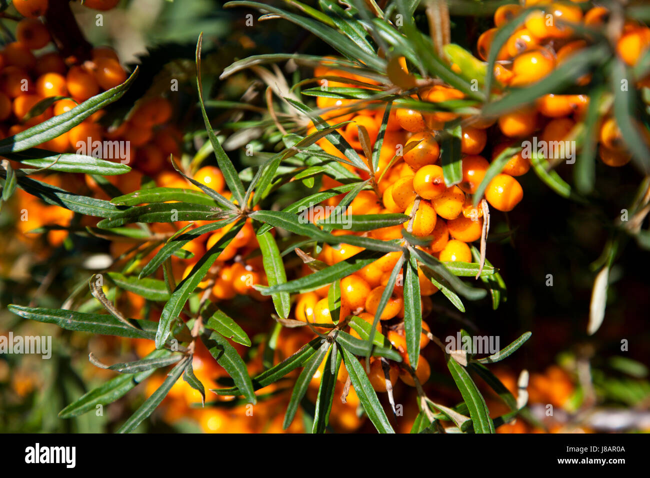 branches, berry, sallow thorn, buckthorns, summer, summerly, ripe, progenies, Stock Photo