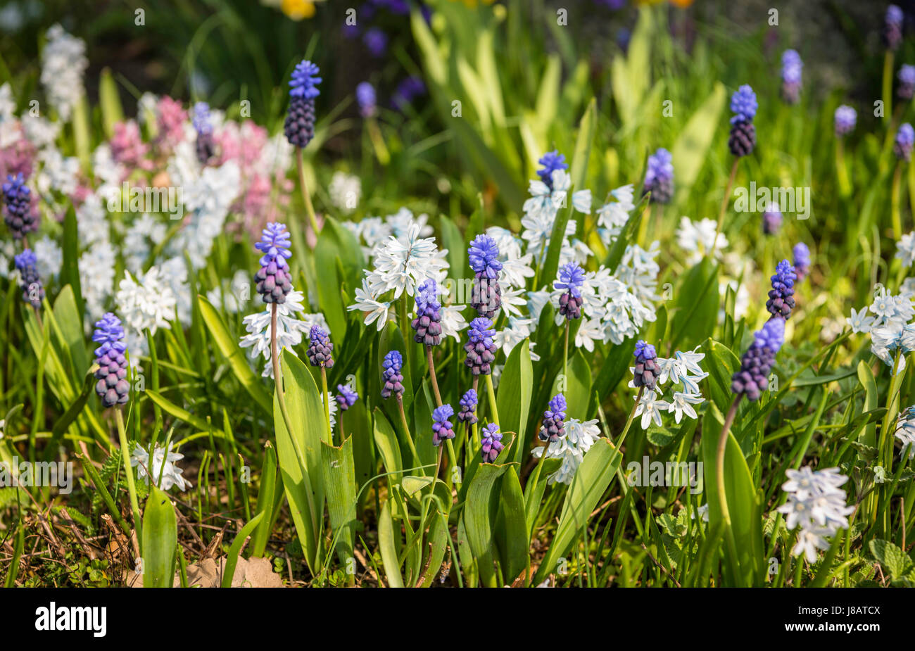 Flowerbed, spring flowers, Planten un Blomen, Hamburg, Germany Stock