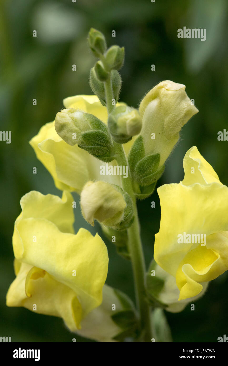 A photograph of yeloow Snapdragon Flowers. Stock Photo