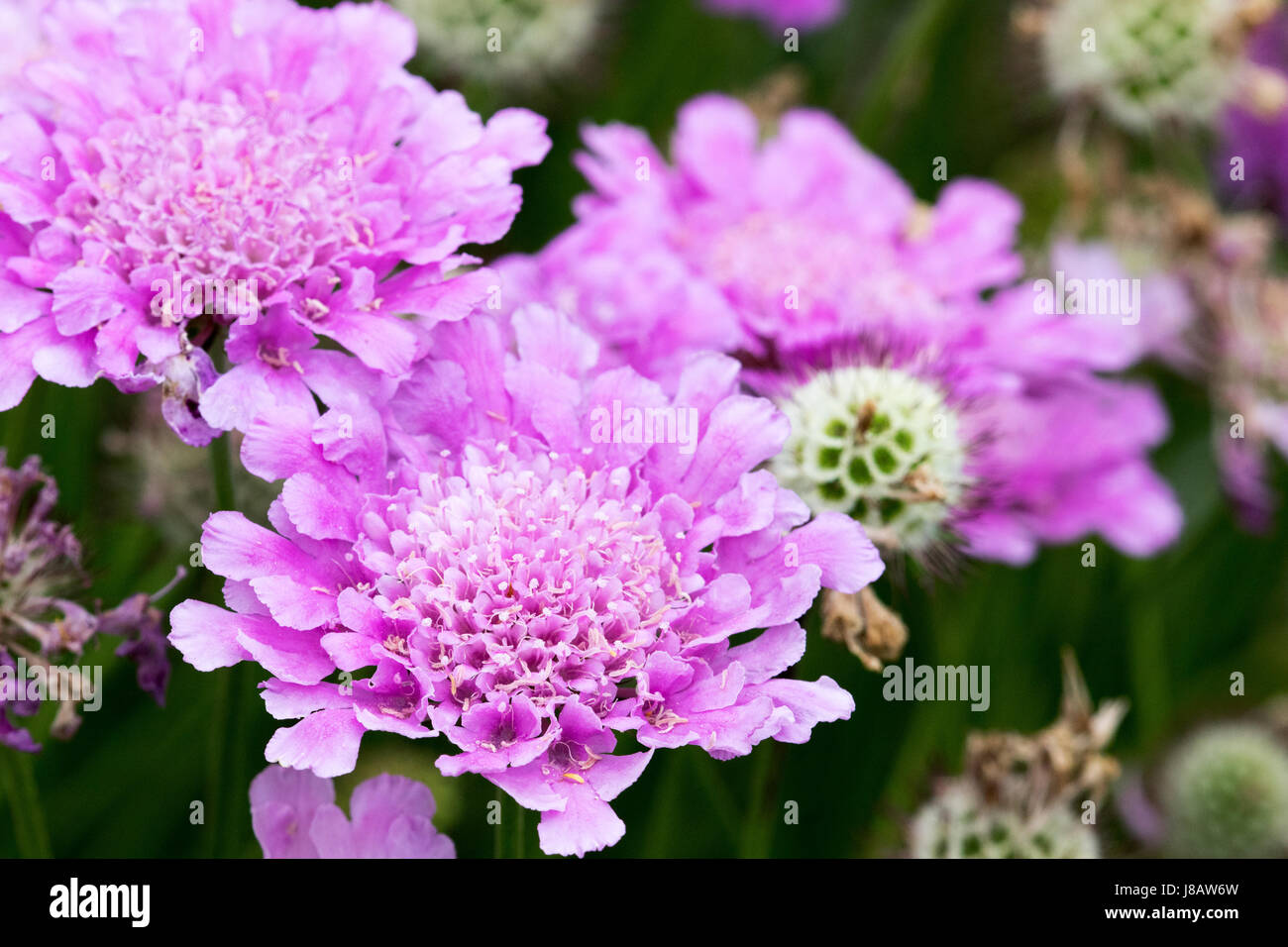 Pink Scabiosa also known as Pincushion Stock Photo