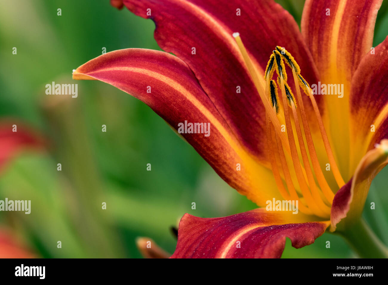 Red and Orange Daylily Flower Stock Photo Alamy