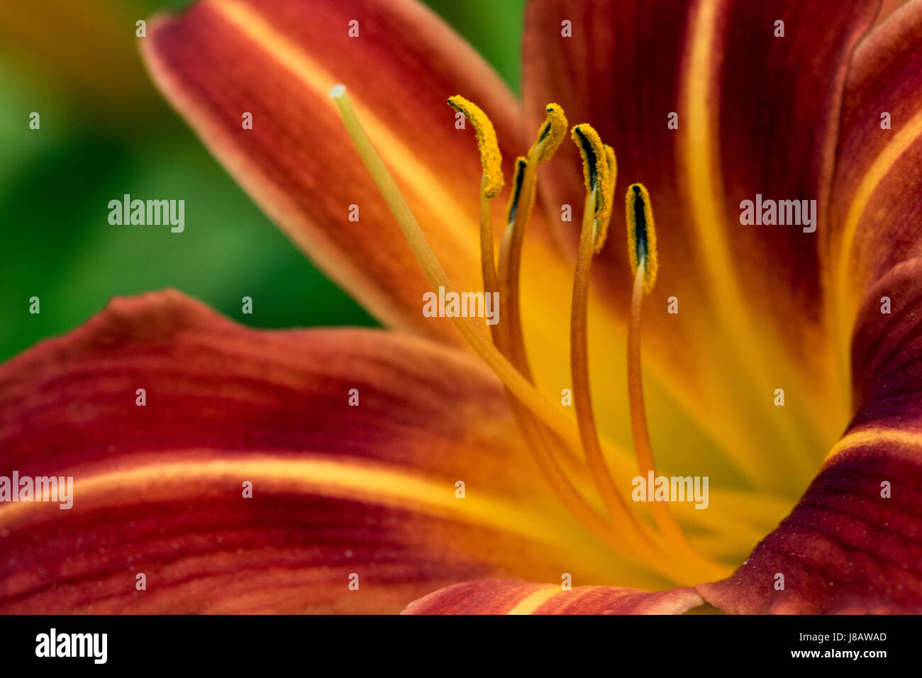 Red and Orange Daylily Flower Stock Photo