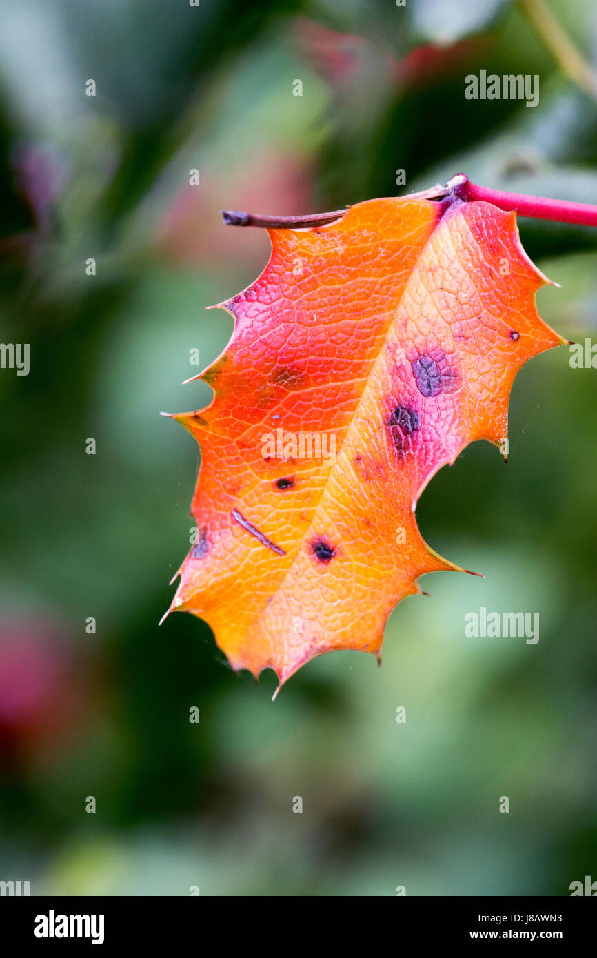 A photograph of a single Oregon Grape Plant Leaf -  Mahonia aquifolium which has changed color to a bright orange. Stock Photo