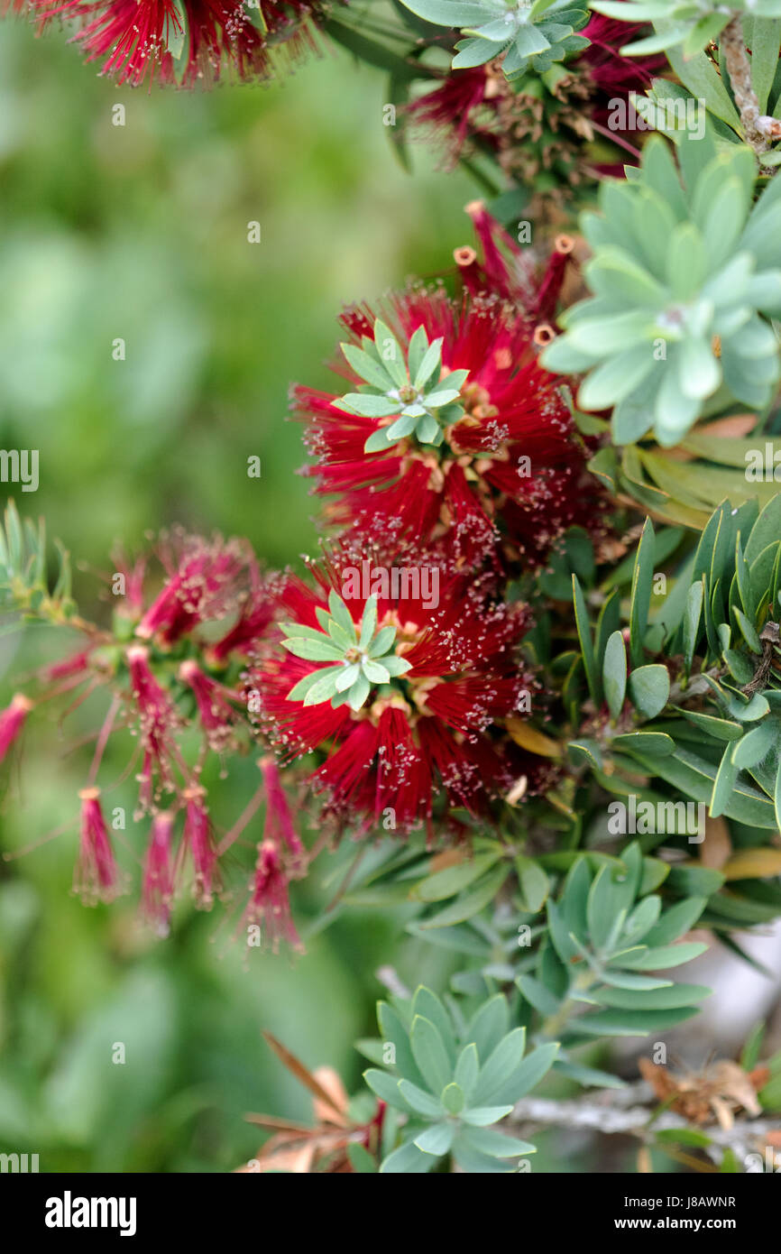 A close-up photograph of a Bottlebrush plant showing the unique cylindrical shaped nature of the flower. Stock Photo