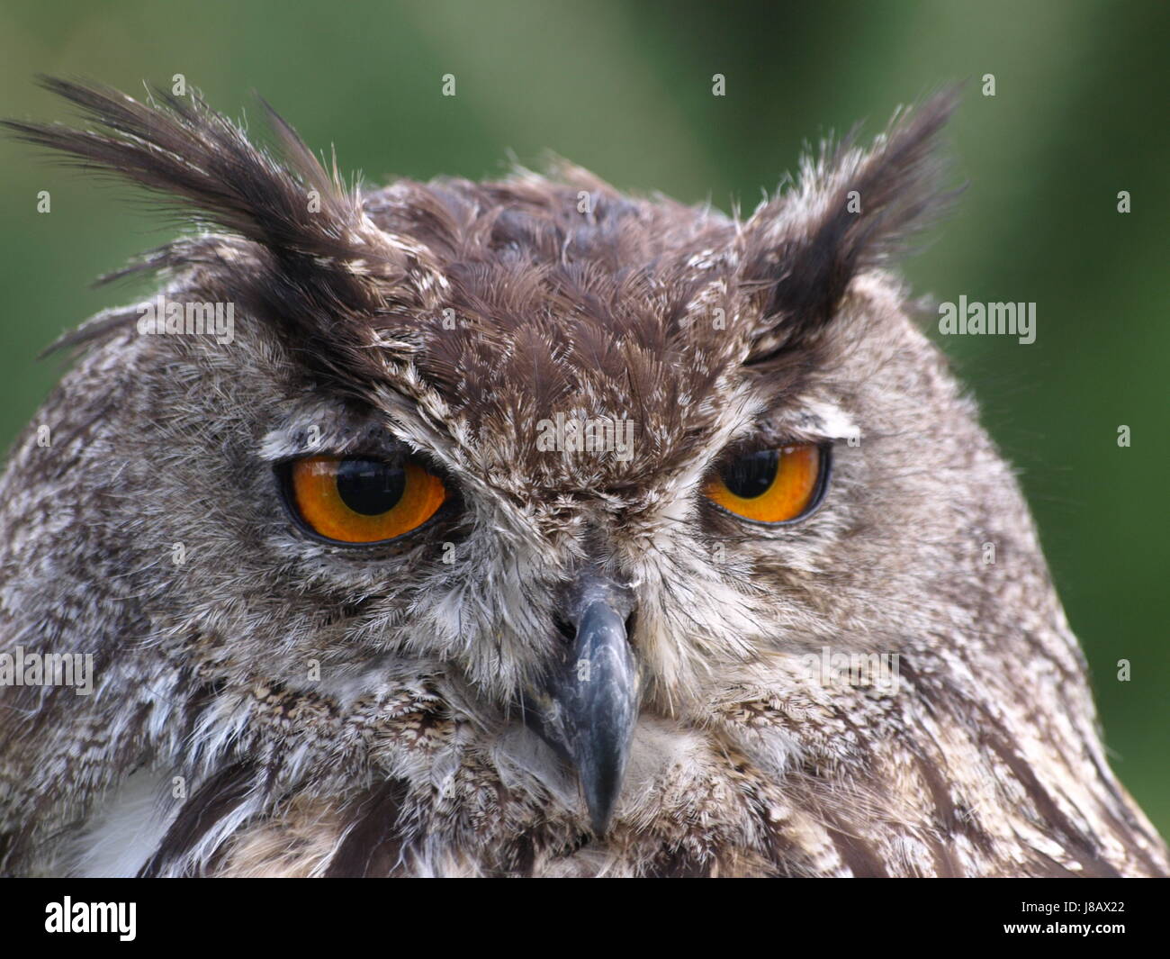 eagle owl Stock Photo