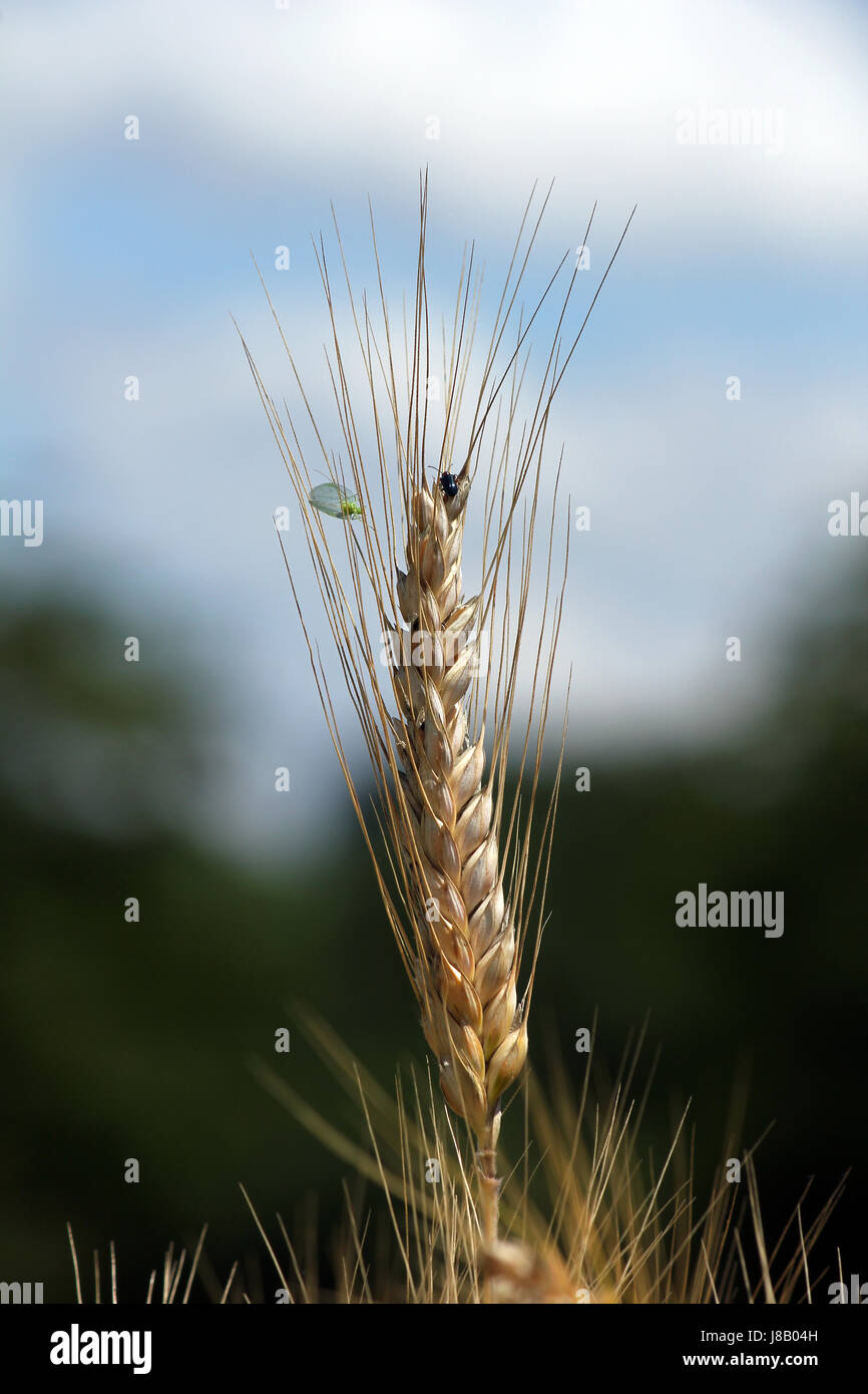 Small Minnesota Insects In Rye blue, insect, insects, beetle, grain, ears, centre punch, rye, details ...
