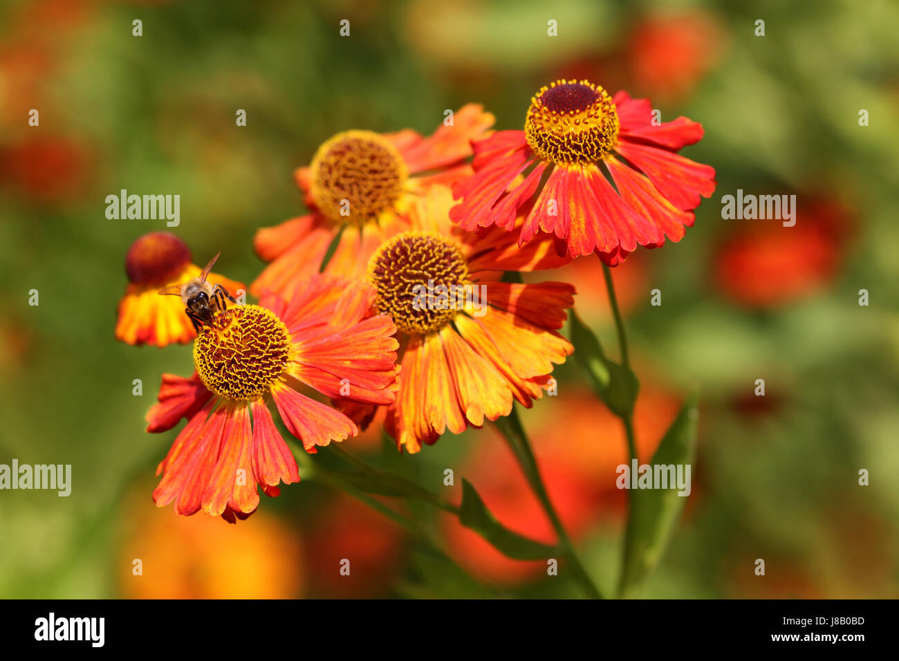 blossoms, honeybee, bloom, blossom, flourish, flourishing, bleed, insect, bee, Stock Photo