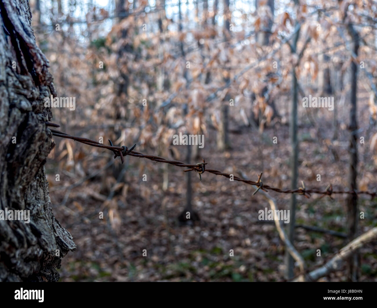 Barb wire in forest hi-res stock photography and images - Alamy
