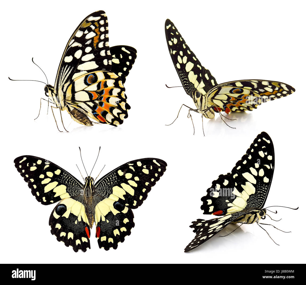 Set of butterfly isolated on white background Stock Photo - Alamy