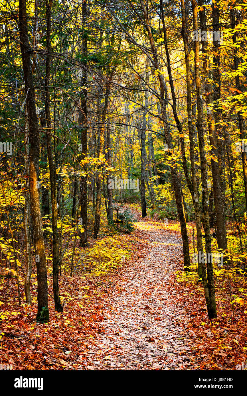 colour, tree, trees, woods, trail, color, path, way, forest, fall ...