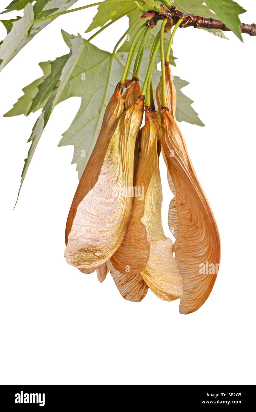 Maple propeller seeds hires stock photography and images Alamy