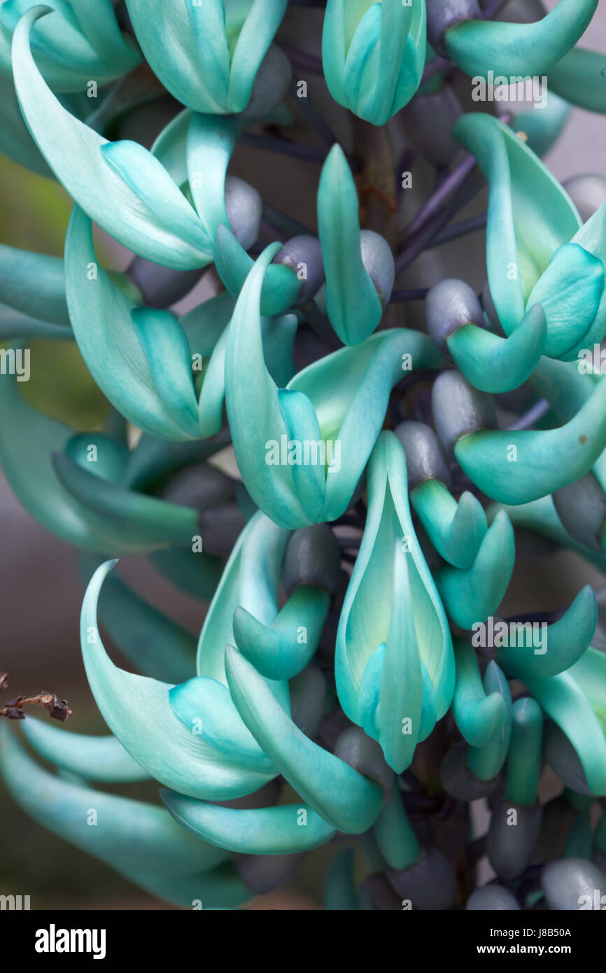 jade vine strongylodon macrobotrys Stock Photo - Alamy, image size:866x1390