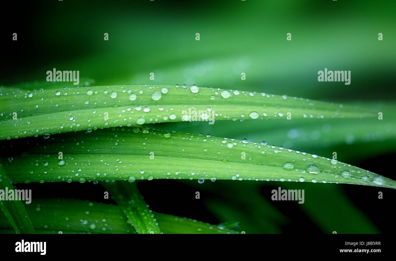 Photo of a background of green leaves with raindrops Stock Photo - Alamy